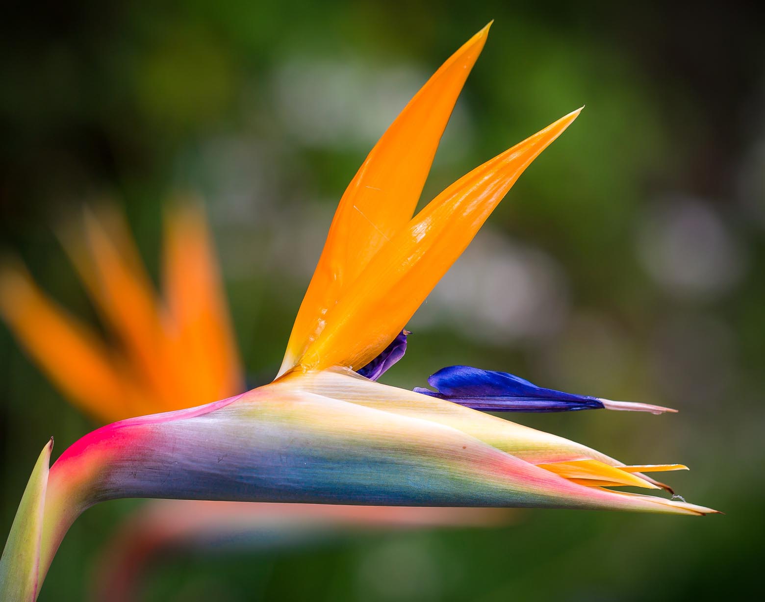 An image of a bird of paradise that illustrates the expertise of South Florida Law Firm ASR Law Firm. 