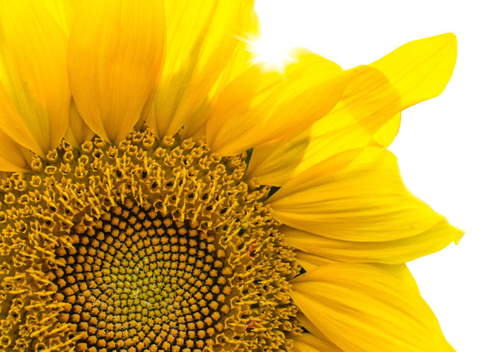 An image of a sunflower that illustrates the integrity with which ASR Law Firm conducts their legal process as a South Florida Lawyer. 