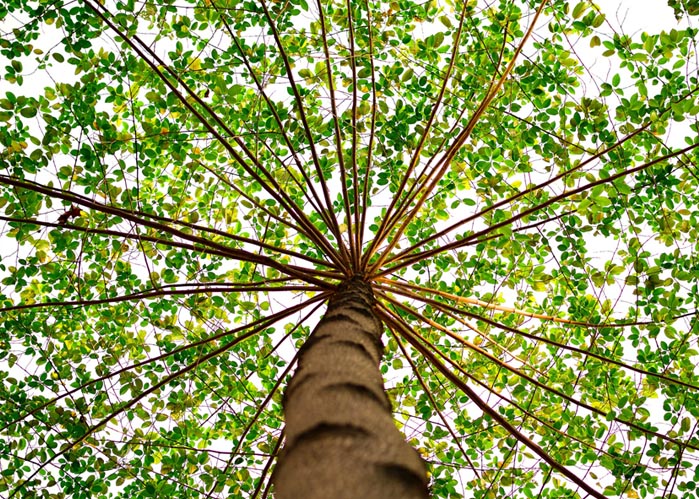 An image of a beautiful tree that represents the experience of the team at South Florida Law Firm, ASR Law Firm. 