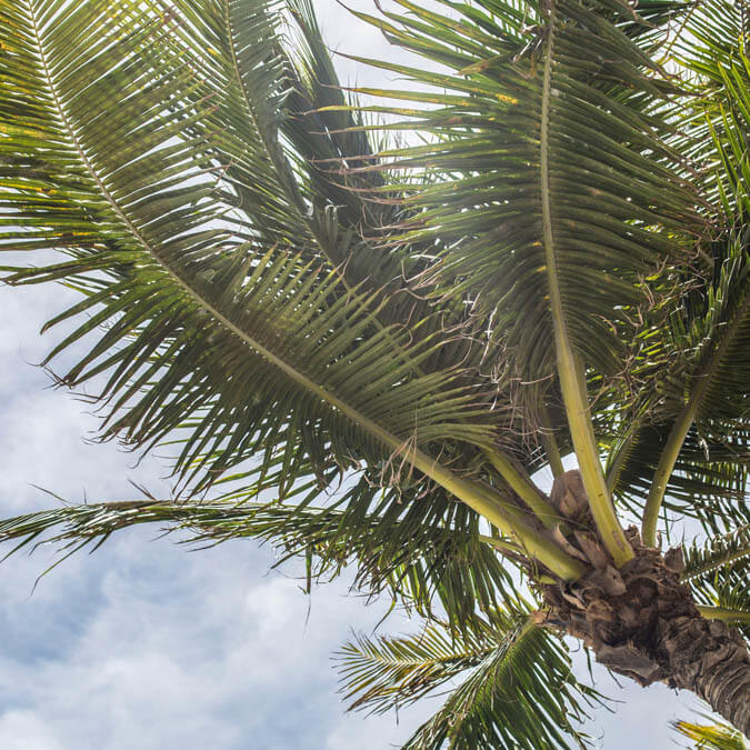 Image of a South Florida palm tree that illustrates the comprehensive legal services from ASR Law Firm. 