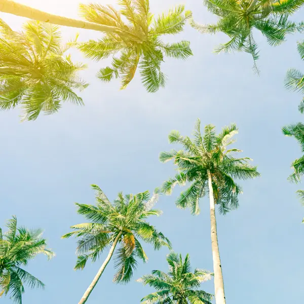 An image of a beautiful stand of palm trees that represents the experience of the team at South Florida Law Firm, ASR Law Firm. 