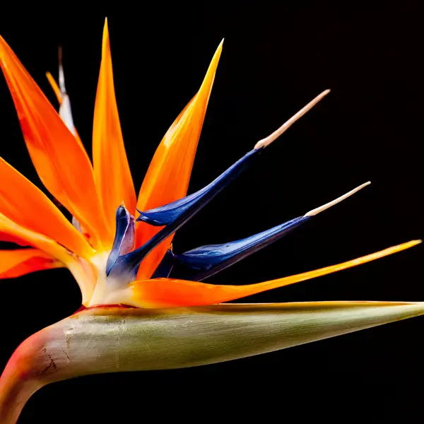 An image of a bird of paradise that illustrates the expertise of South Florida Law Firm ASR Law Firm. 