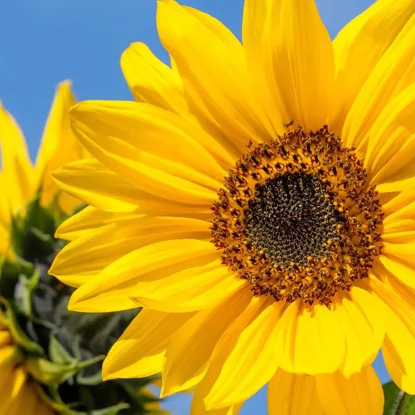 An image of a sunflower that illustrates the integrity with which ASR Law Firm conducts their legal process as a South Florida Lawyer. 