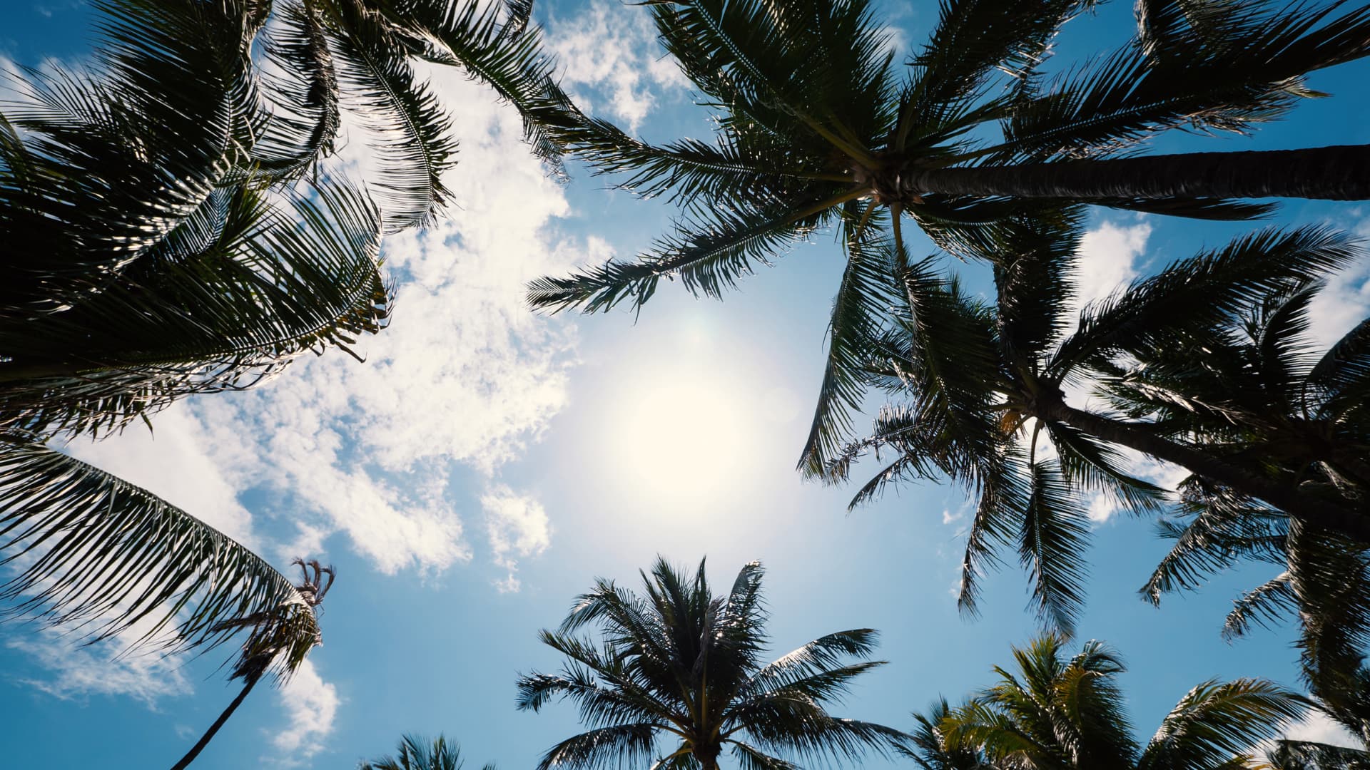 An image of palm trees in Florida as part of a Florida Land Trusts