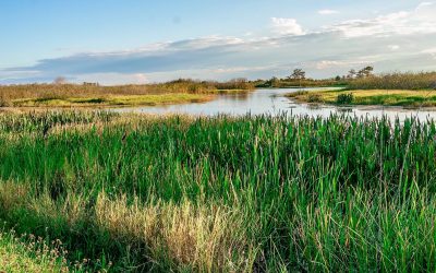 Understanding Florida Land Trusts: A Cursory Guide