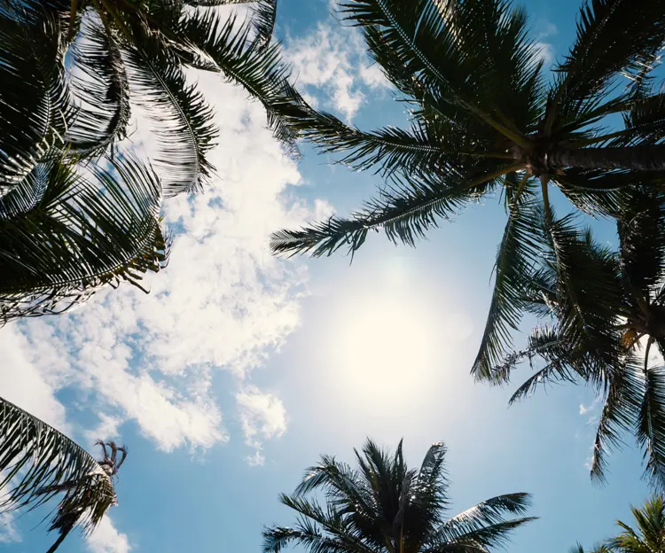 Florida Estate Planning Resources for Boca Raton Families View looking up through palm trees toward a bright blue Florida sky, representing local estate planning resources for Boca Raton and Palm Beach County families